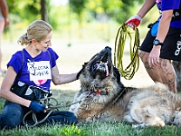 Adoptuj Warszawiaka  Wydarzenie promujące adopcję zwierząt. Organizator: Schronisko dla Bezdomnych Zwierząt "Na Paluchu". 18 sierpnia 2019, Park Raszyński w Raszynie. : park raszyński, adoptuj warszawiaka, na paluchu, schronisko dla zwierząt, centrum warszawy, raszyn